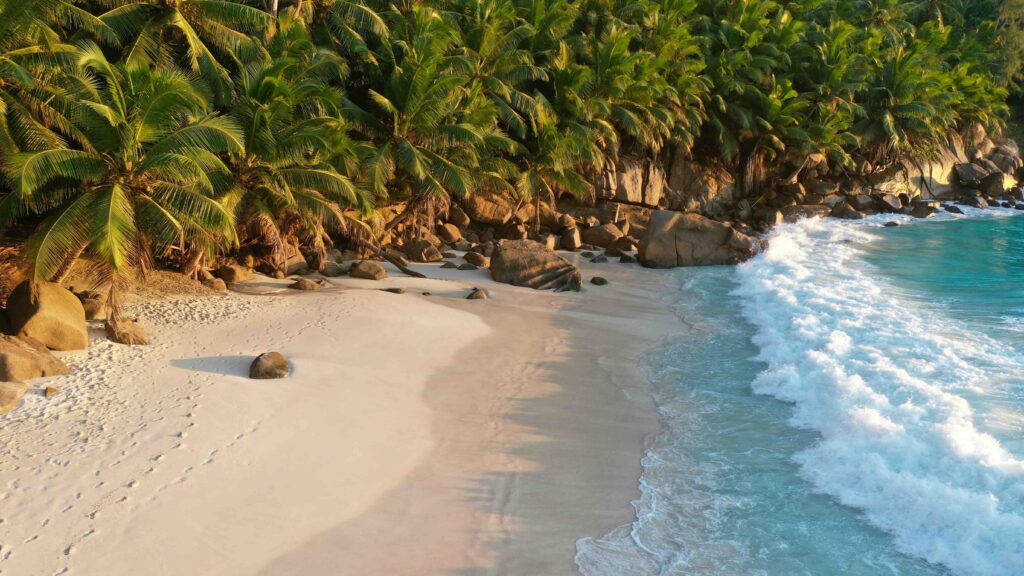 a beach with palm trees and waves