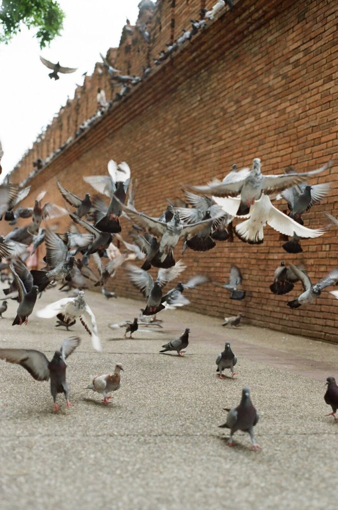 pigeons flying in front of the old city walls in chiang mai