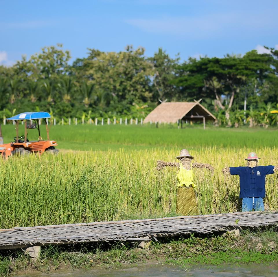 Lush green field in Chiang Mai, best kids activities in Chiang Mai