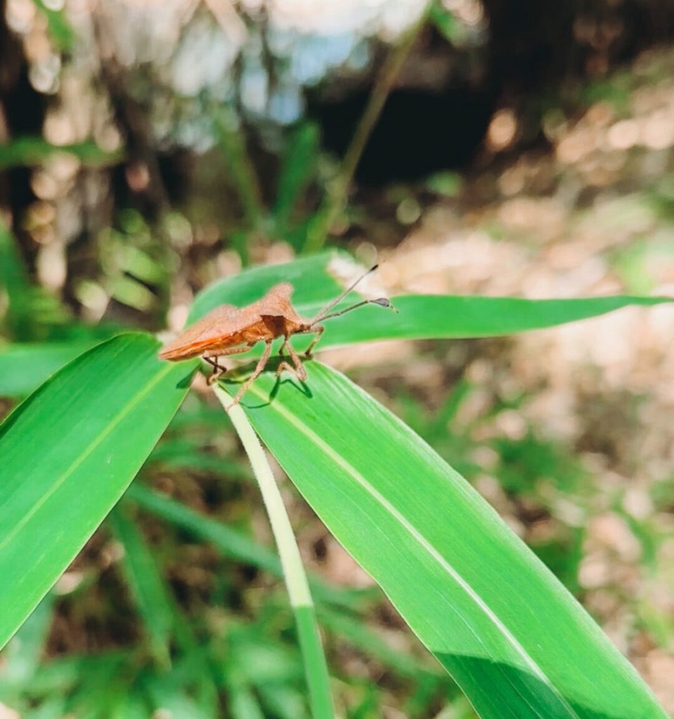 A brown bug sitting on a green leaf.