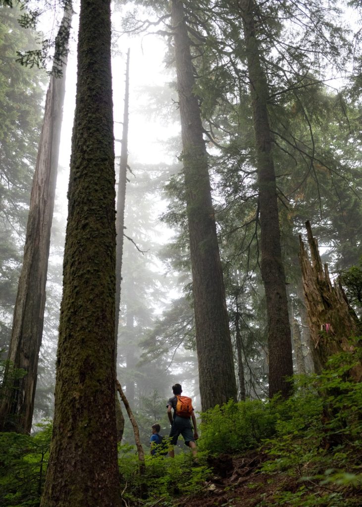 Father and son hiking into a forest with large trees.