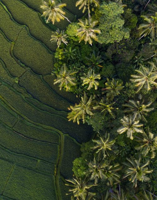 Rice fields and palm trees in Bali from above