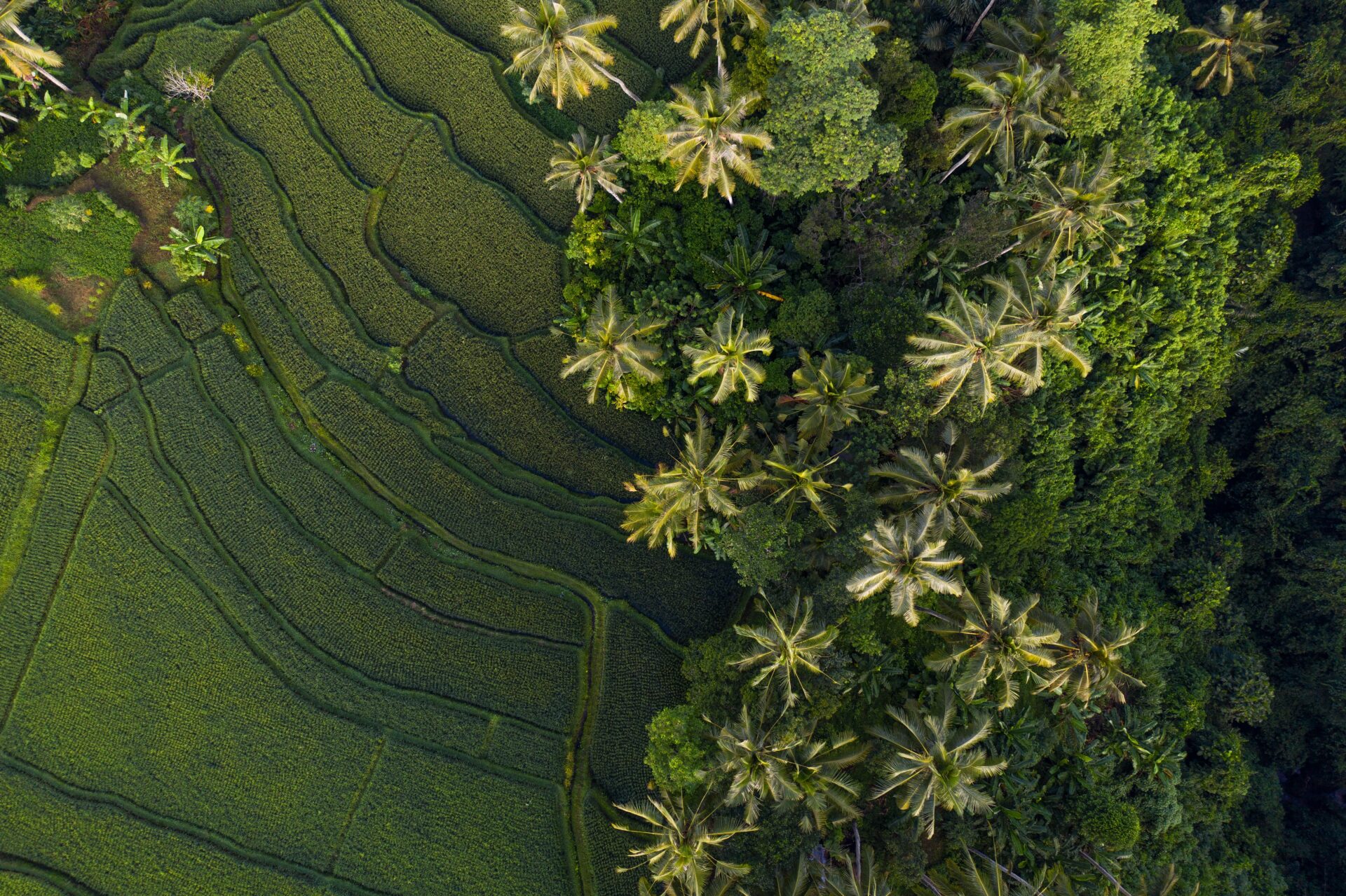 Rice fields and palm trees in Bali from above