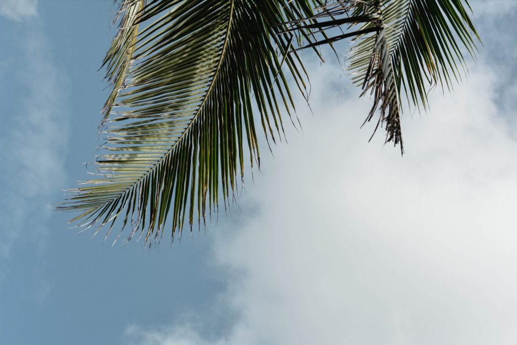 Palm Leaf in Canggu in front of a blue sky Monthly Costs in Canggu