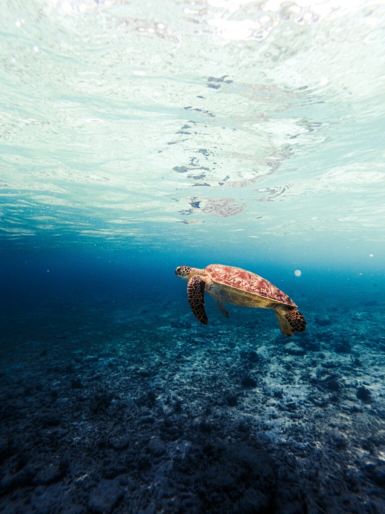 Sea turtle under water