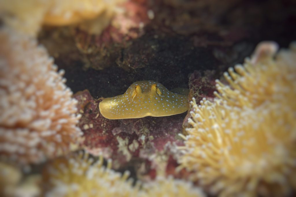 A blue spottet ray hiding below a rock, surrounded by yellow corals