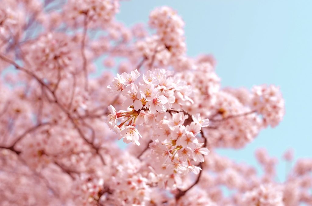 cherry blossom in Japan