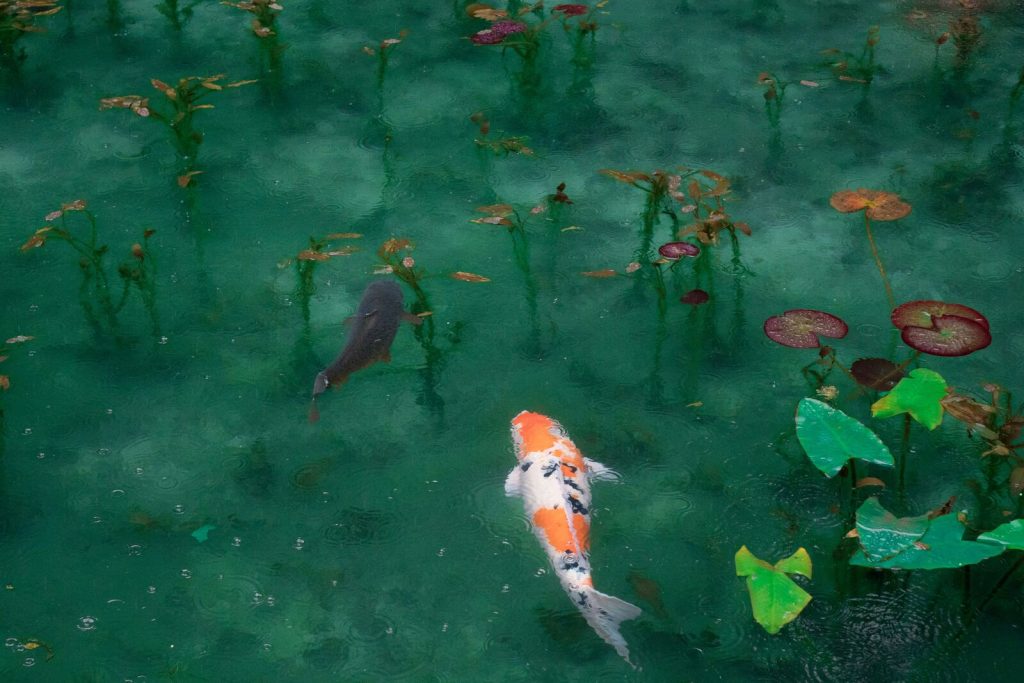 Koi in Japan