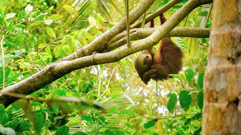 sloth hanging in a tree in costa rica