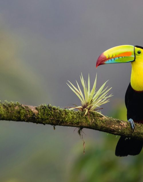 toucan sitting on a branch