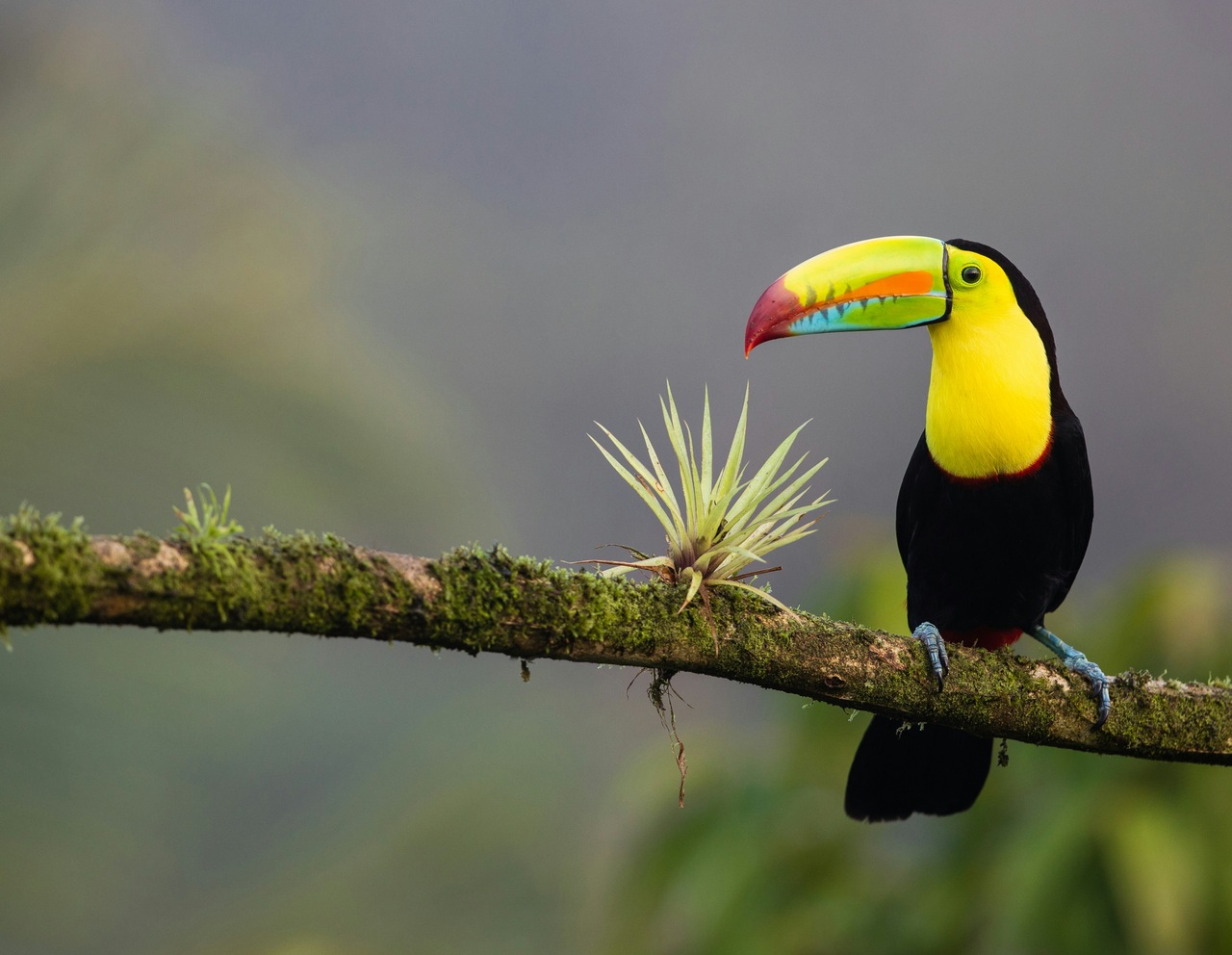 toucan sitting on a branch