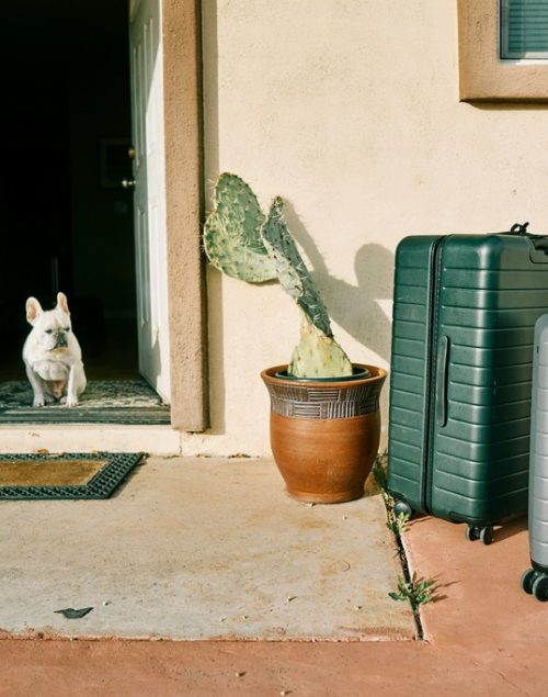 two suitcases standing next to each other, a dog looking at them