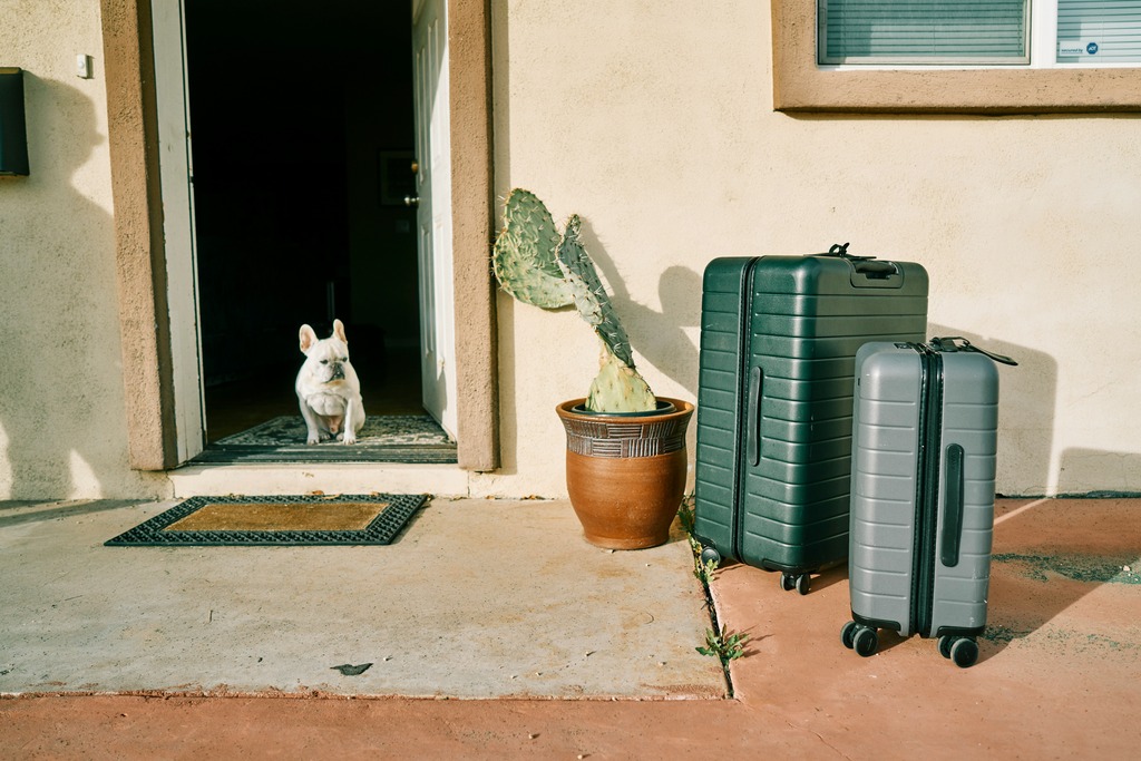 two suitcases standing next to each other, a dog looking at them