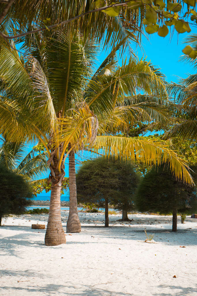 Palm trees on white sand beach