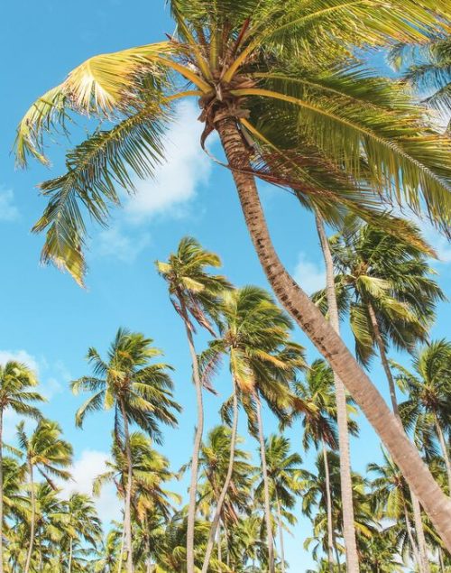 Palmtrees and blue sky