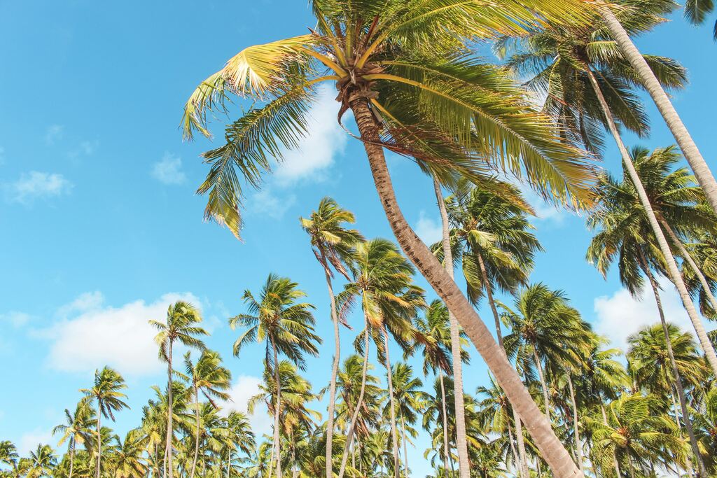 Palmtrees and blue sky