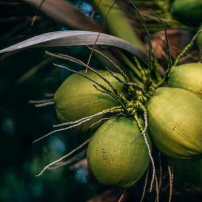 coconuts in koh phangan, koh phangan cost of living 2024