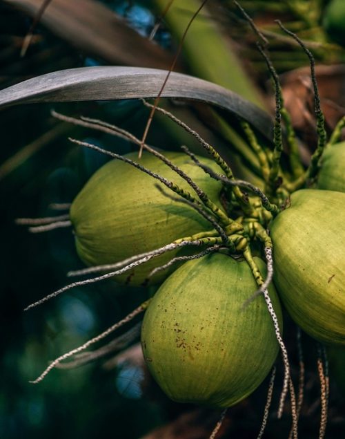 coconuts in koh phangan, koh phangan cost of living 2024