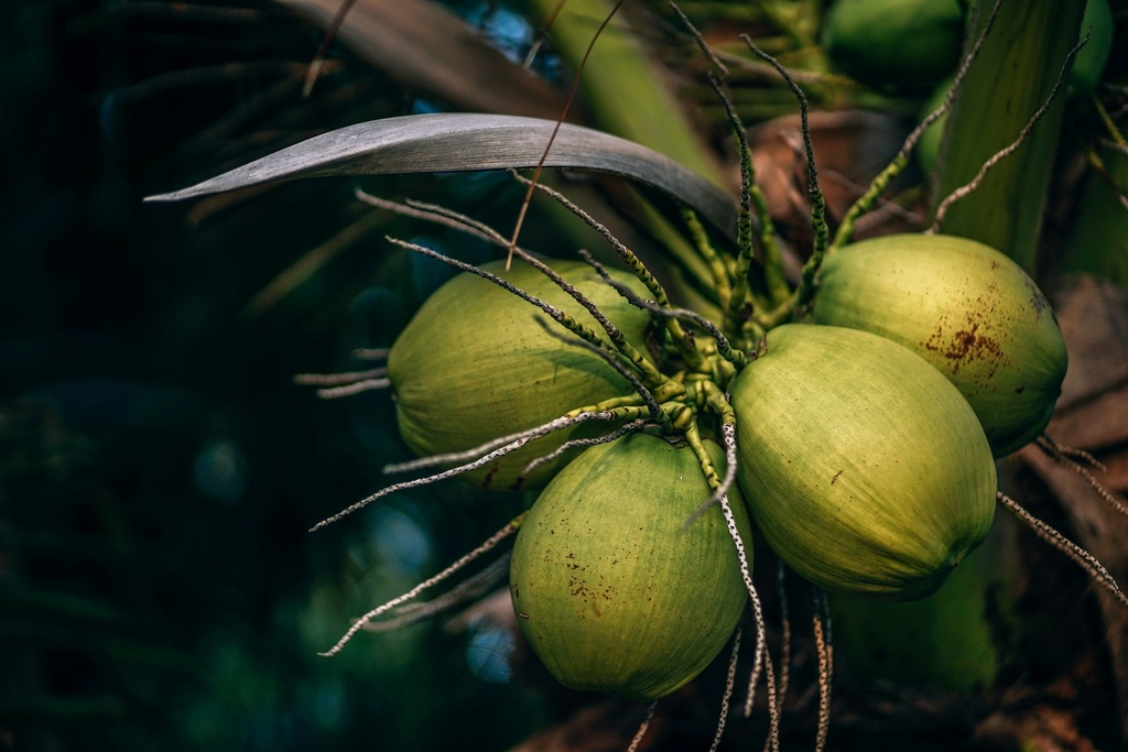 coconuts in koh phangan, koh phangan cost of living 2024