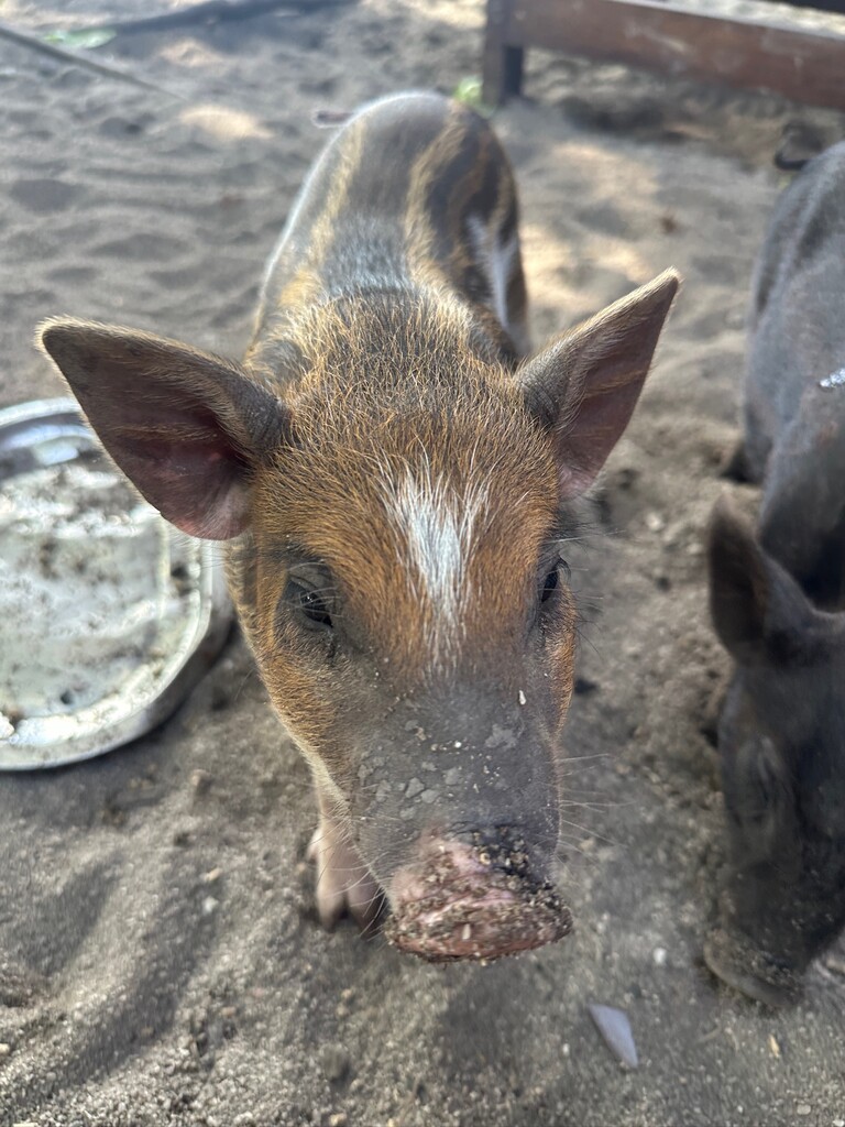 Mini Pig on the beach