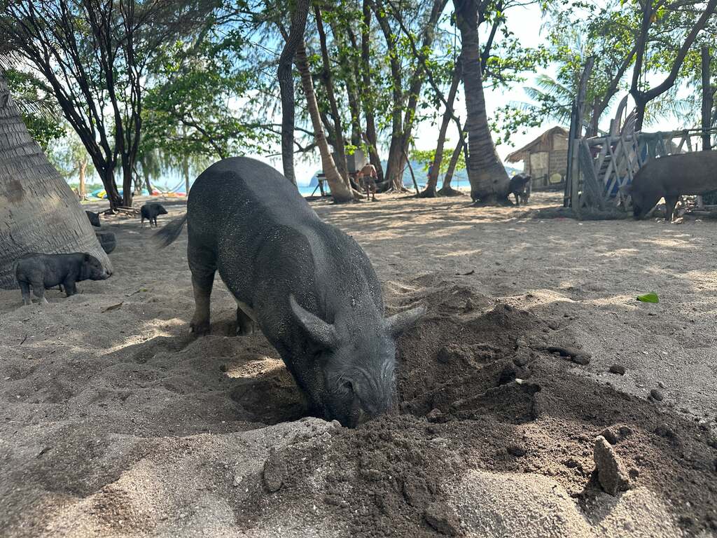 dark grey pig on the beach