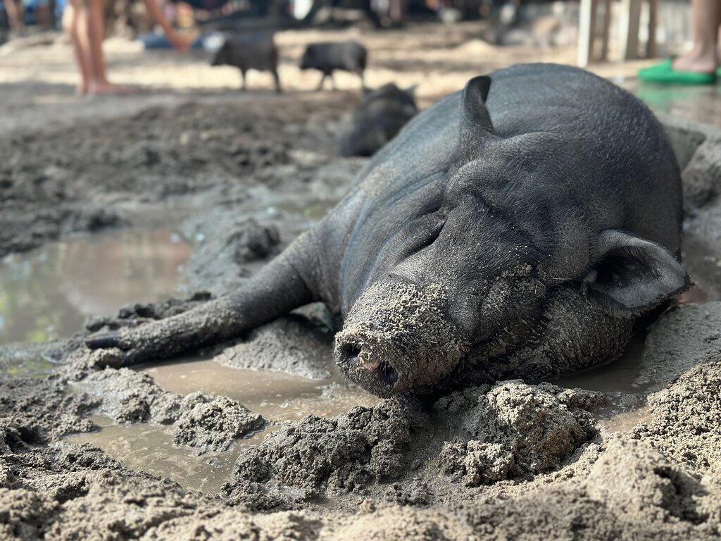 Pig in the mud