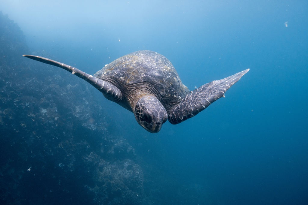 Sea turtle diving into blue water