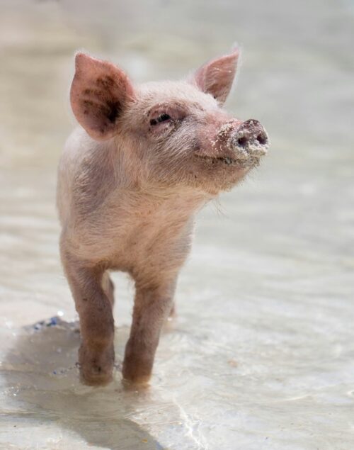 Pink Piglet walking on the beach