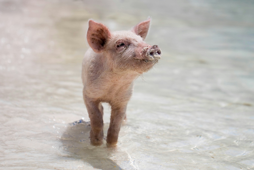 Pink Piglet walking on the beach