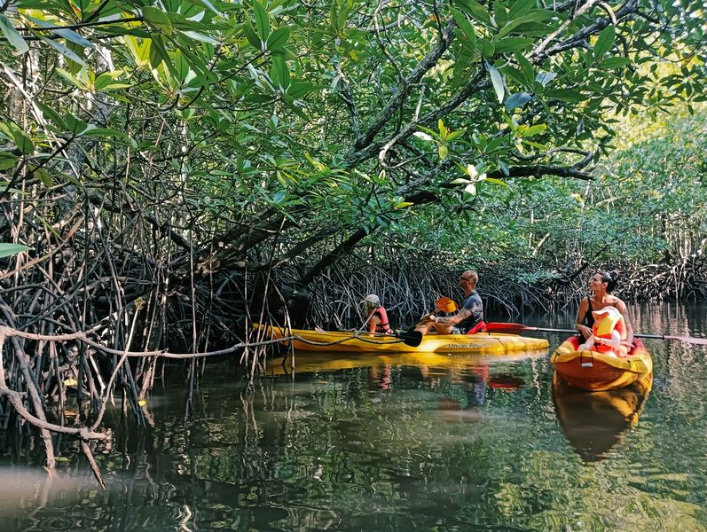 Family of four sitting in two yellow kayaks in a mangrove forest