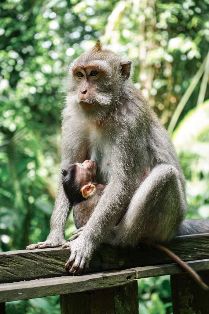 A Monkey Mama with her baby, living in Bali with kids