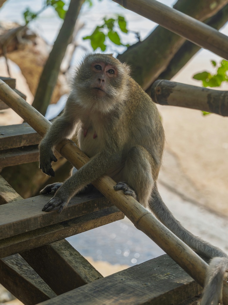 Monkey sitting on the beach