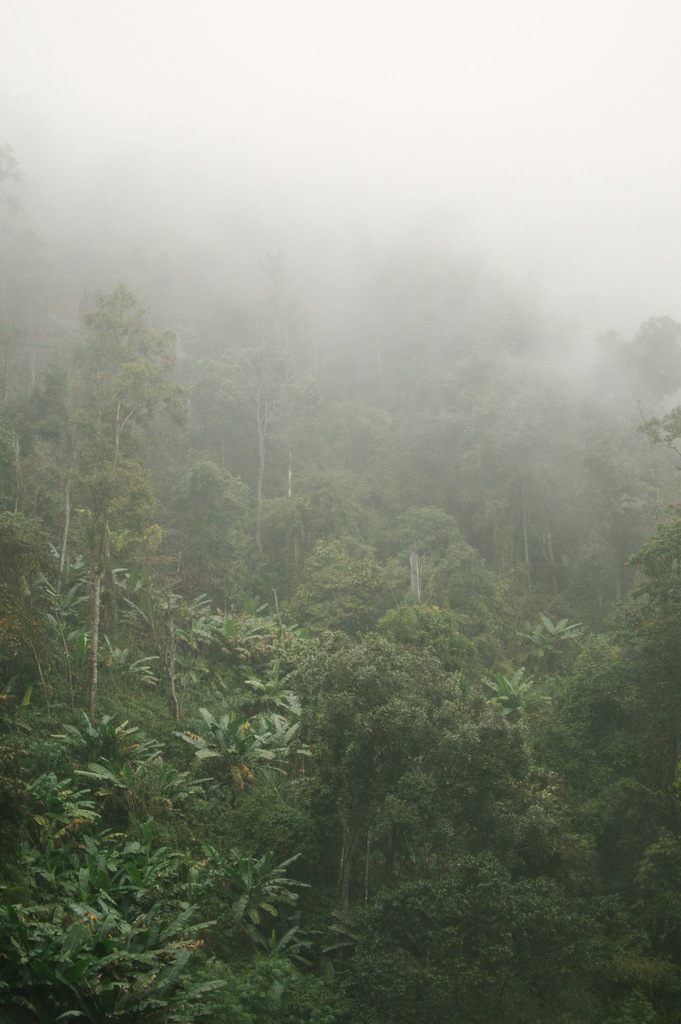 A mist-covered jungle in Thailand, with tall trees and dense green foliage stretching across a hillside