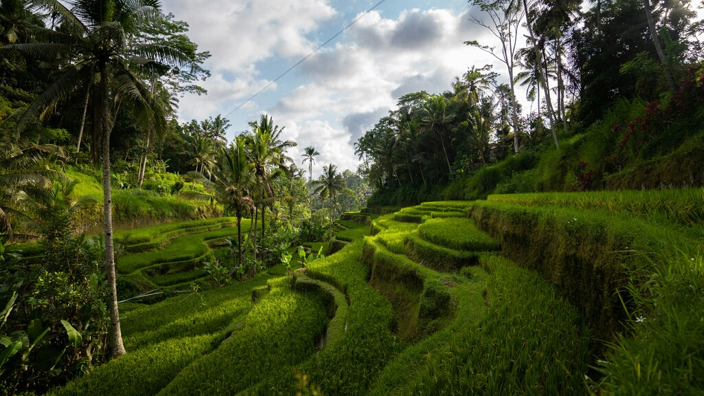 Rice terraces in Bali