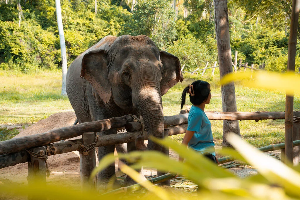 Guide with blue t-shirt standing in front of elephant