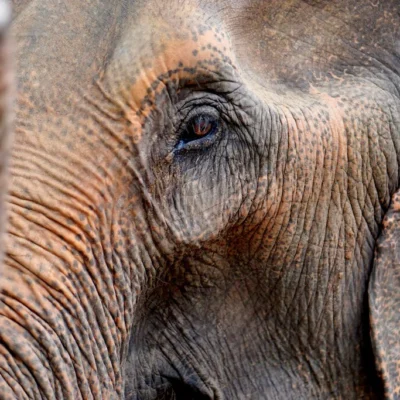 Close-up from an elephant face at Koh Phangan Elephant Sanctuary