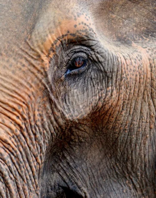 Close-up from an elephant face at Koh Phangan Elephant Sanctuary