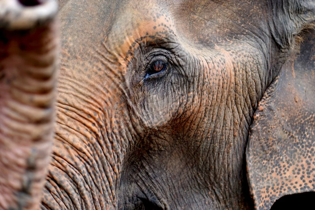 Close-up from an elephant face at Koh Phangan Elephant Sanctuary