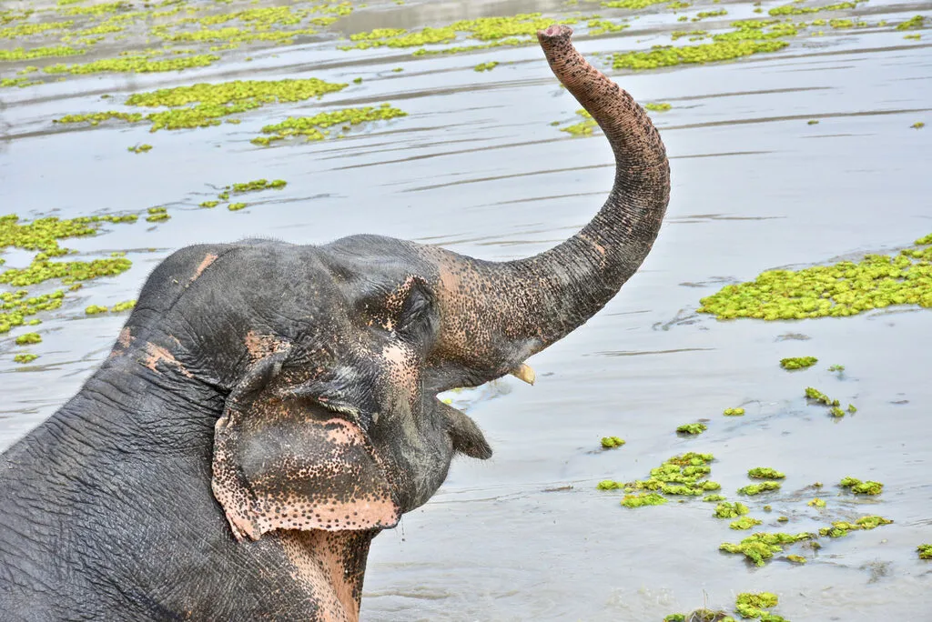 Where to See Elephants in Thailand? 10 Ethical Places (2025) 9 An elephant bathing in a lake.