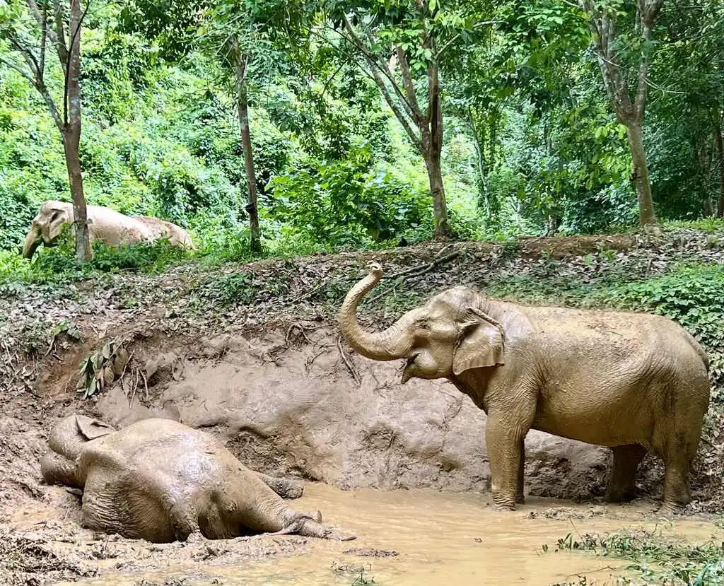 Twi elephants taking a mud bath