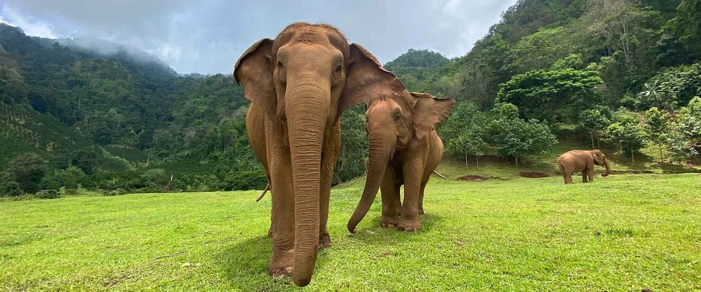 Twi asian elephants roaming free in lush green landscape, ethical elephant sanctuaries in Thailand