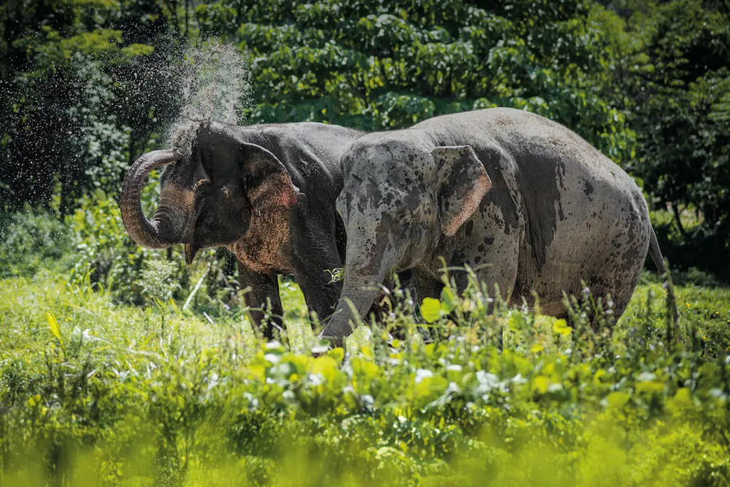 Two elephants standing next to each other in lush greenery, a beautiful and ethical elephant sanctuary in Thailand