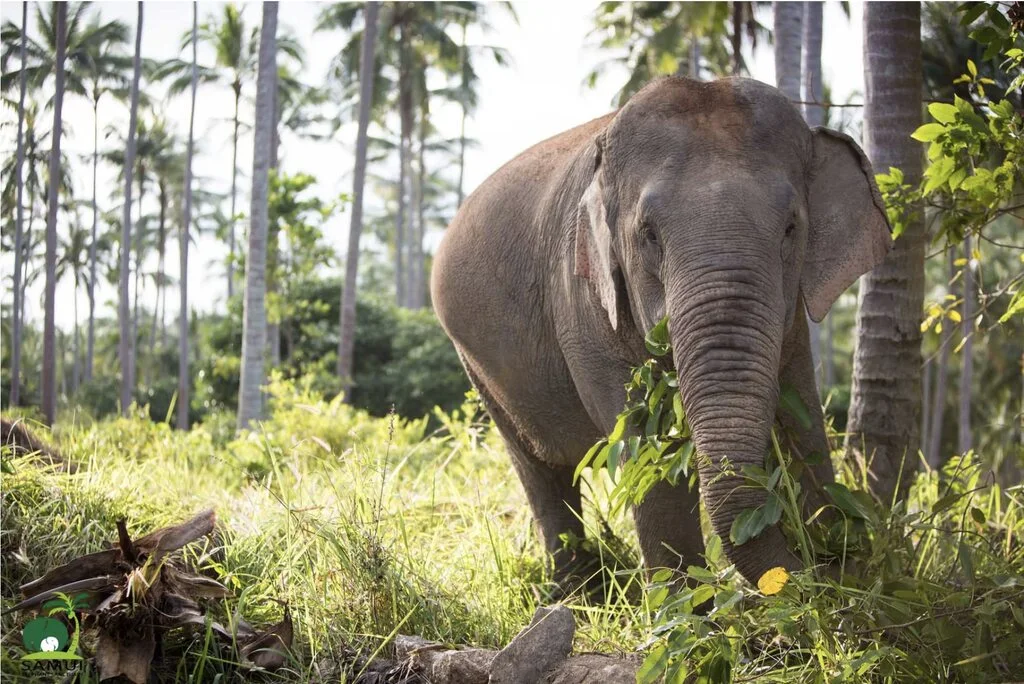 Where to See Elephants in Thailand? 10 Ethical Places (2025) 6 A close-up image of an elephant, highlighting its textured skin, with a backdrop of tall coconut trees against a bright sky.