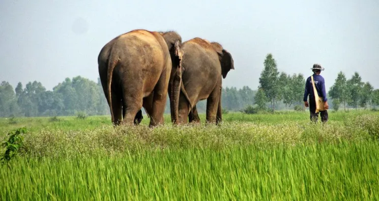 Two elephants walking through rice field, Where to see elephants in Thailand