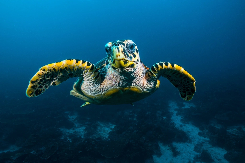 Sea turtle under water, best scuba diving in thailand