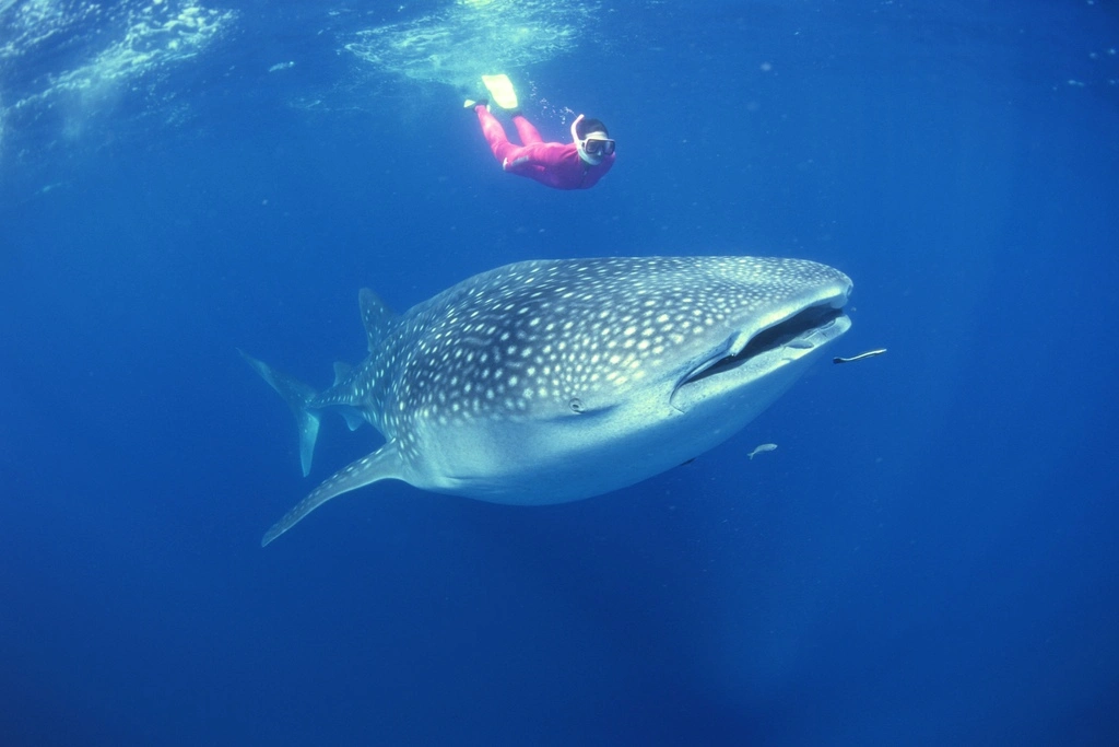 Giant Whale Shark swimming with a snorkeler