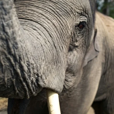 Close up of an elephant face, where to see elephants in thailand