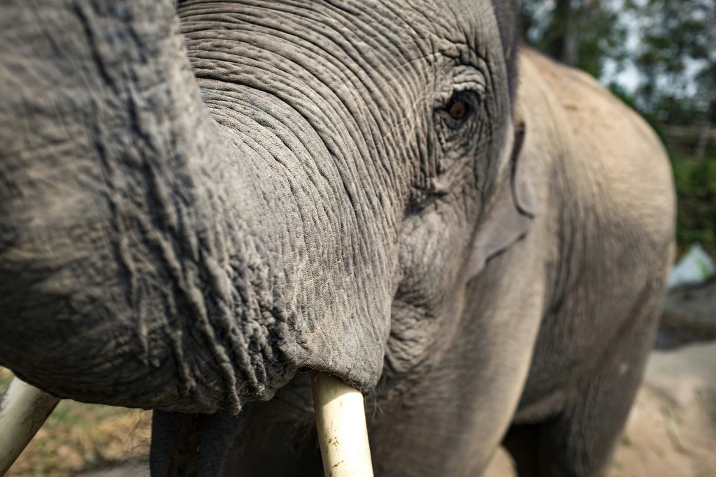 Close up of an elephant face, where to see elephants in thailand