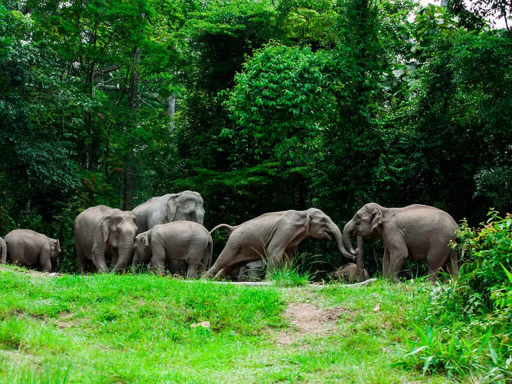 5 elephants roaming freely in lush green landscape