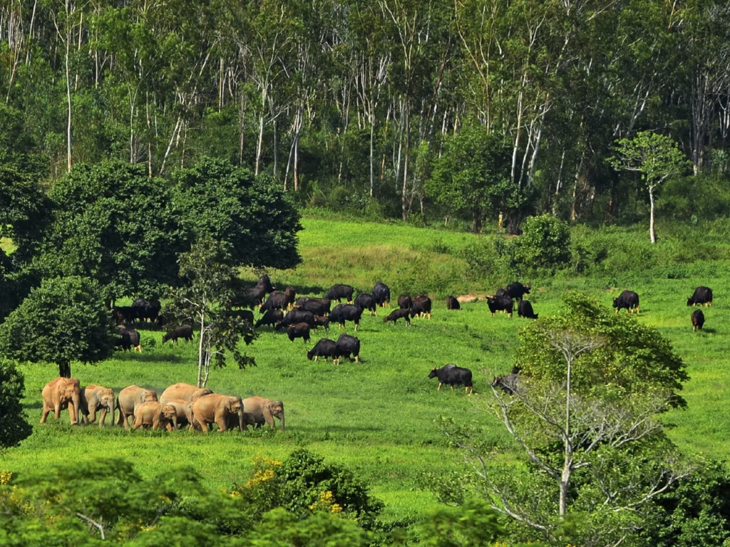 A large herd of elephants roaming in a national park, ethical elephant encounter in thailand